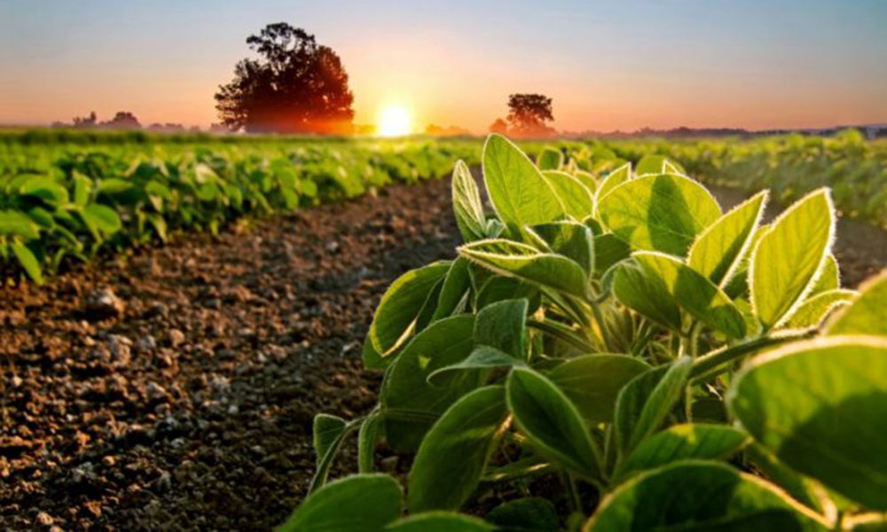 Safra de grãos se inicia com projeções de crescimento e desafios climáticos no oeste da Bahia