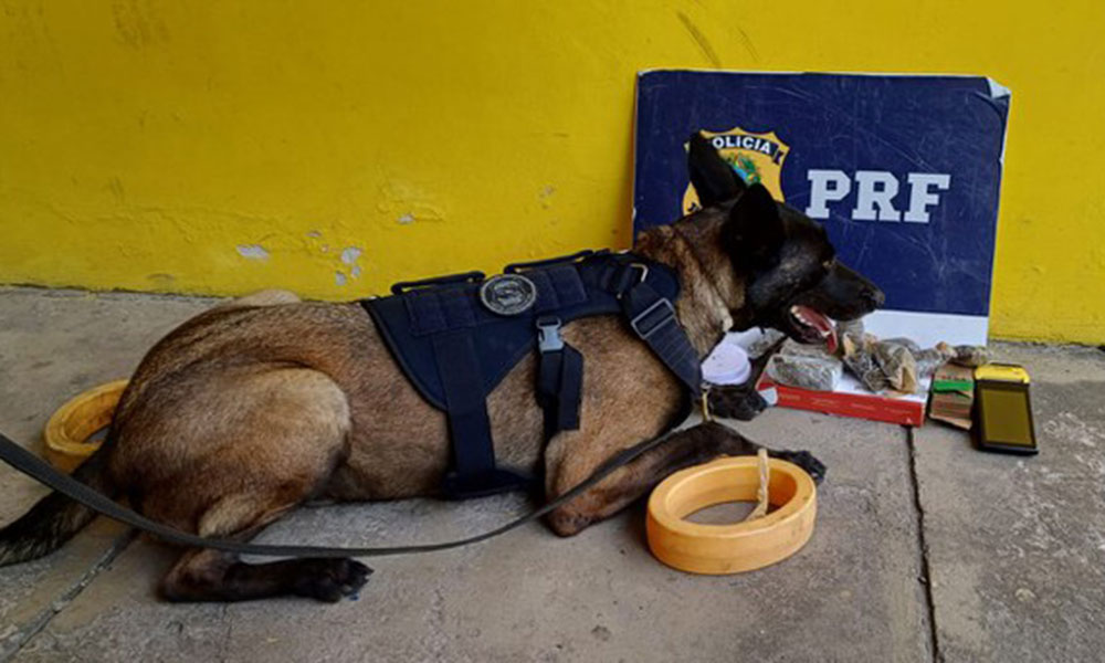 PRF apreende drogas, cigarros eletrônicos, smartphones e notebooks na BR-116, em Feira de Santana