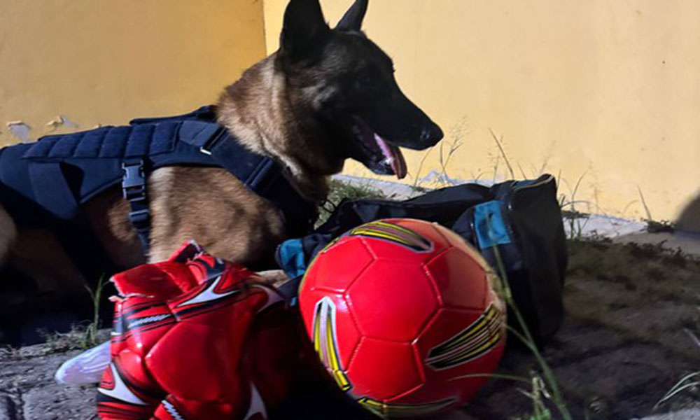 Cão farejador da PRF localiza drogas escondidas em bolas de futebol na BR-116, em Vitória da Conquista