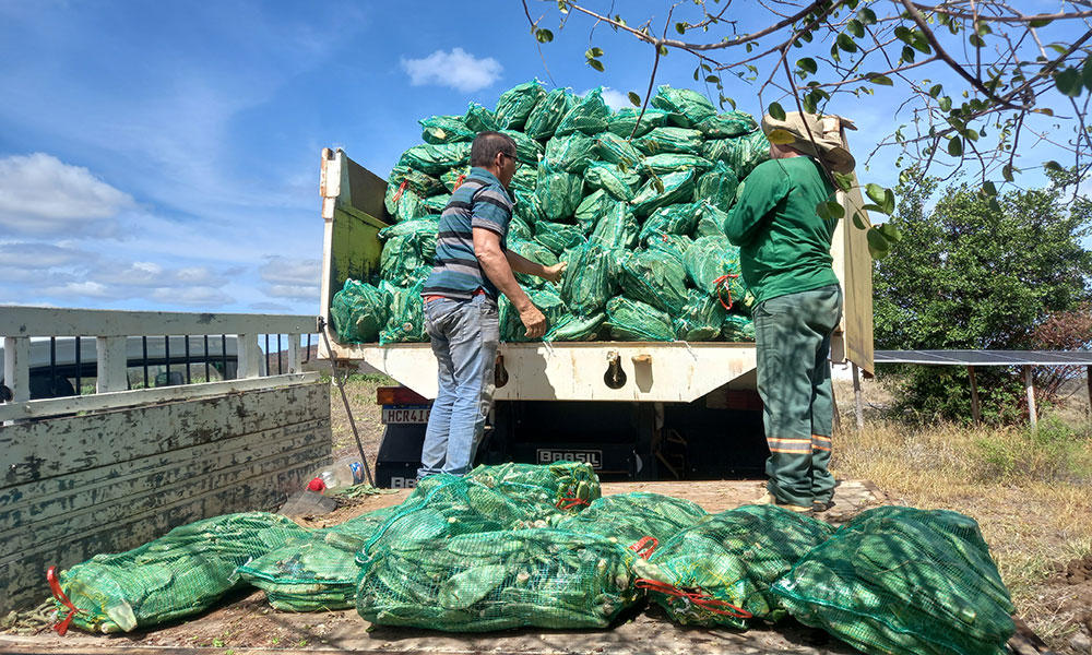 SDR entrega 100 mil mudas de palma doce para agricultores familiares de Tremedal, Caetanos e Poções