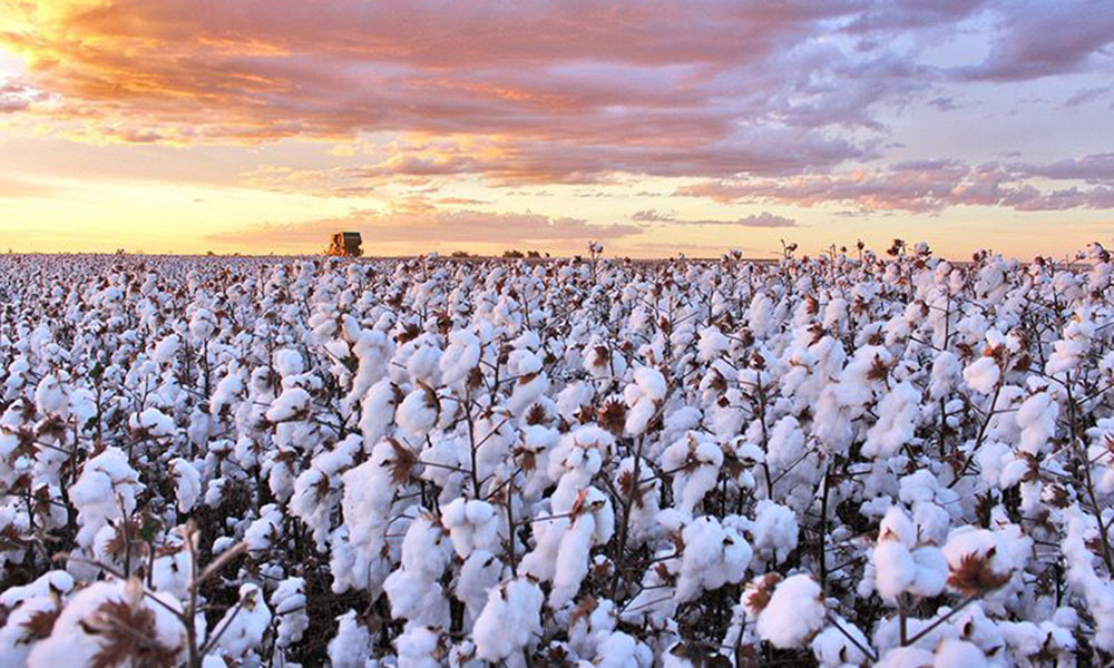 Oito municípios do agronegócio mais ricos do País em 2023 estão na Bahia, sendo 7 na região oeste
