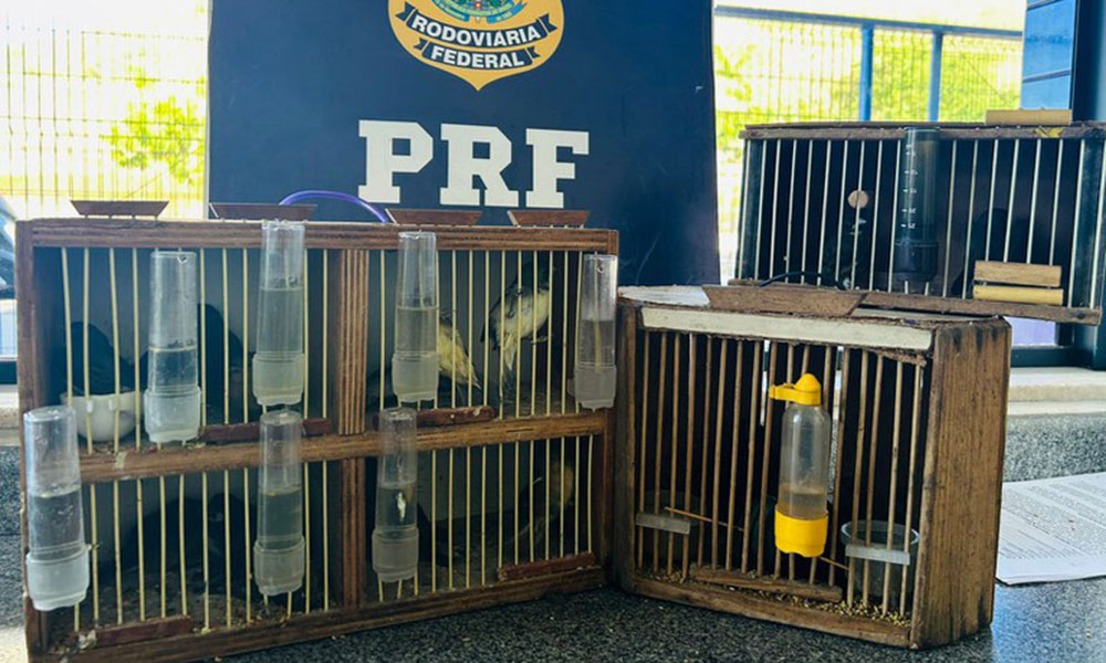 PRF resgata 14 aves silvestres durante fiscalização a ônibus interestadual na BR-116, em Jequié