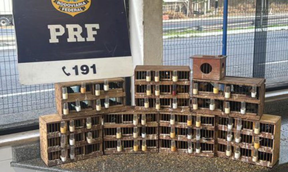 PRF resgata 76 aves silvestres vítimas de maus-tratos em Jequié
