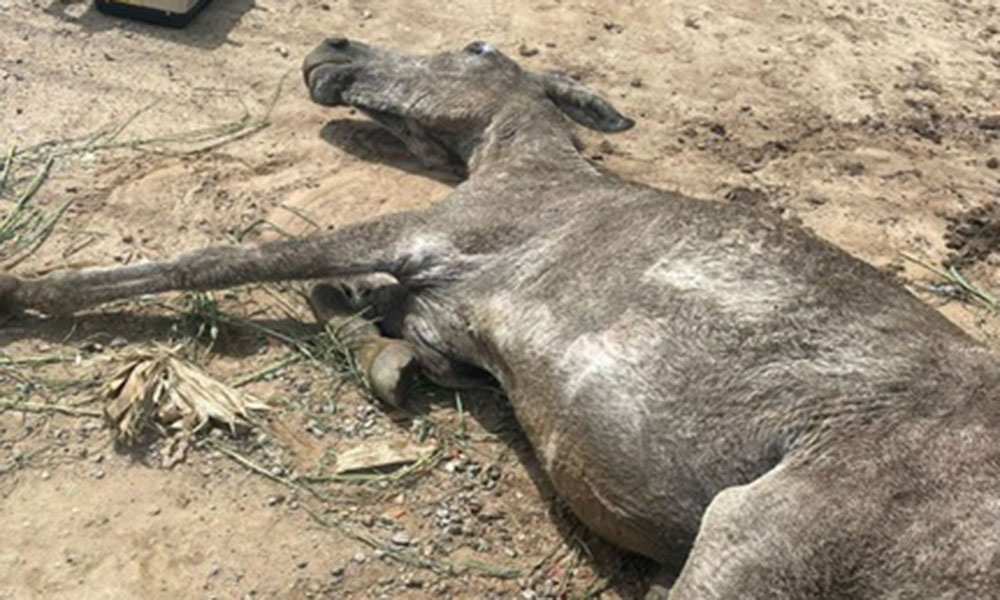 PRF resgata animal em situação de maus-tratos em Poções