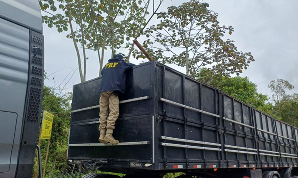 PRF apreende 18 m³ de madeira nativa transportada irregularmente em Gandu