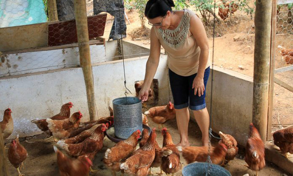 Associativismo potencializa produção de galinha caipira em Tremedal