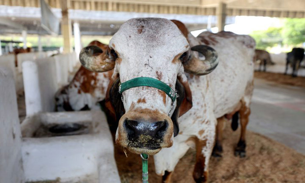 Campanha de atualização de rebanho bovino encerra com 79,2% de regularização na Bahia