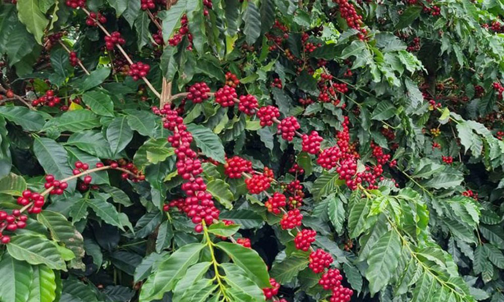 Receita do café arábica pode crescer R$ 22 bi por ano com o uso manejado de abelhas