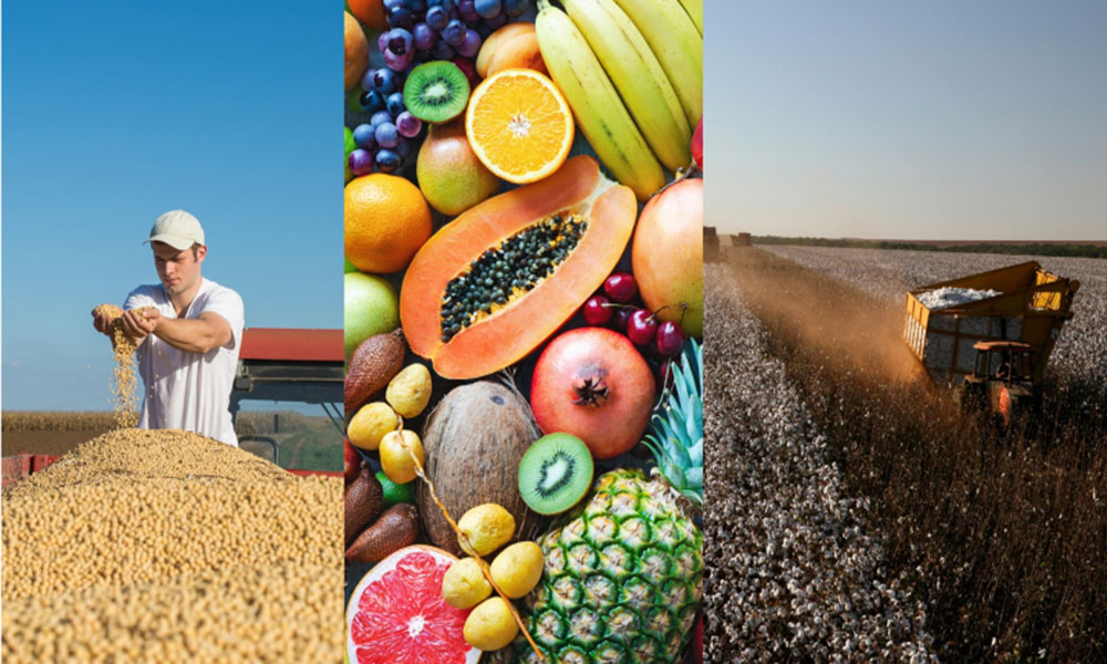 Bahia domina o agronegócio nordestino, com 8 cidades entre as 100 mais ricas do agro no Brasil