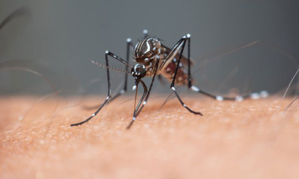Anvisa autoriza ensaio clínico de medicamento oral contra Dengue