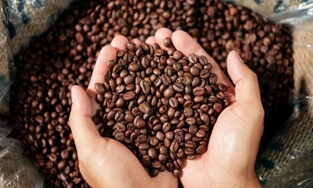 Bahia deve registrar crescimento de 11,3% na produção de café em 2025