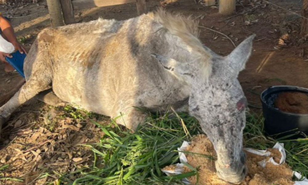 PRF resgata animal em situação de maus-tratos em Poções