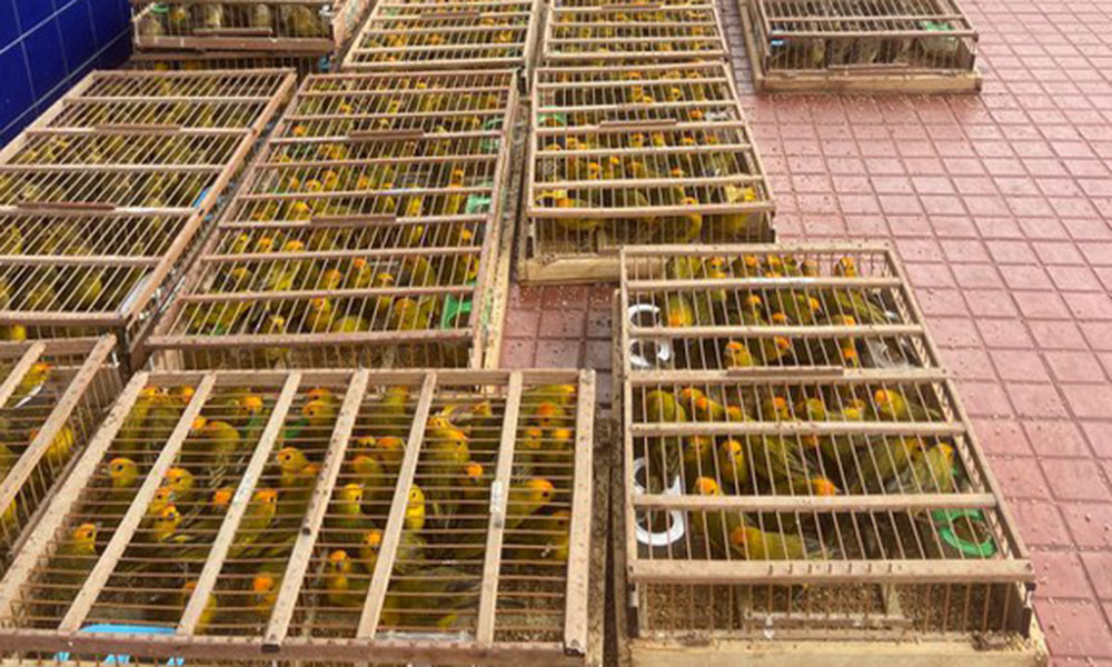 PRF apreende mais de 1.100 aves silvestres transportadas ilegalmente em Jequié