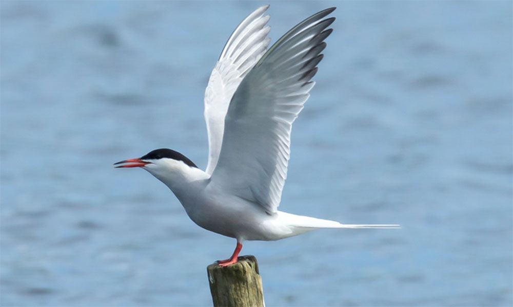 Mato Grosso registra foco de gripe aviária em aves de subsistência