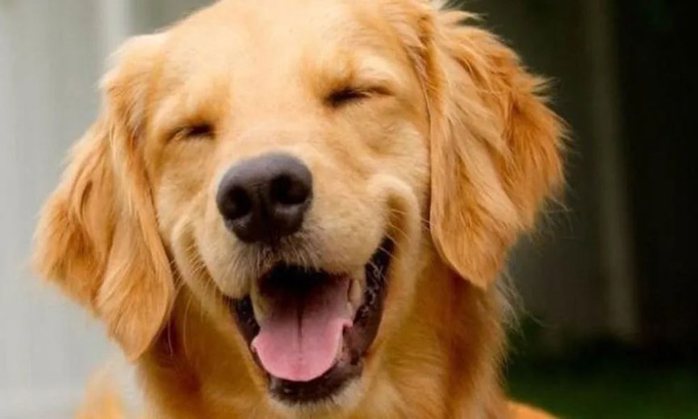 Anac instaura processo para apurar morte do cachorro Joca