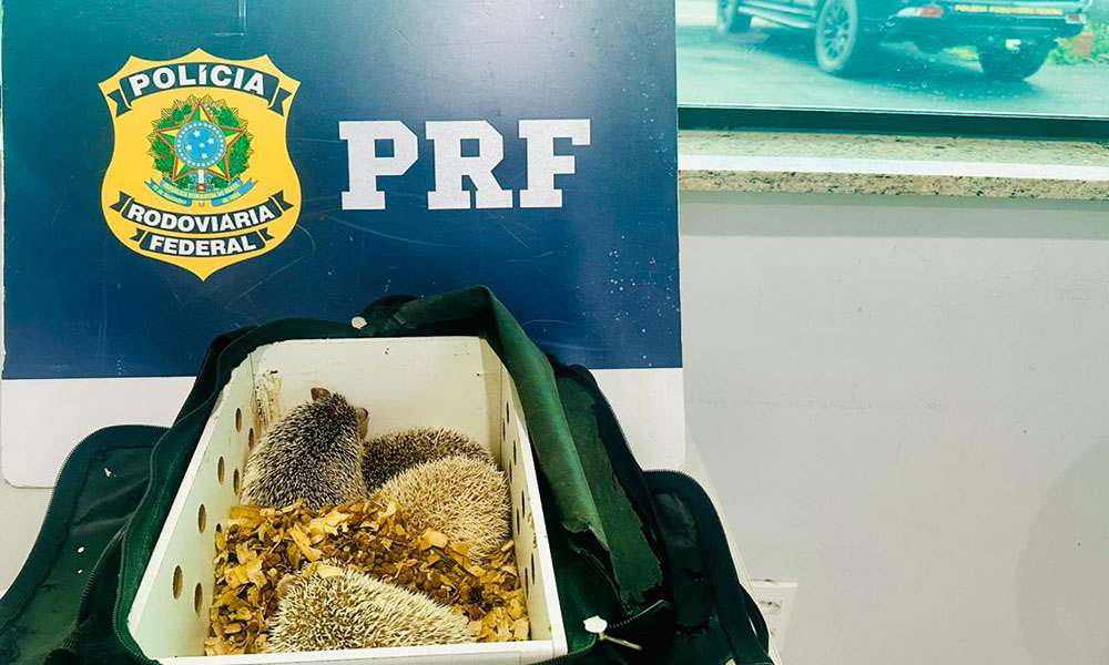 PRF apreende ouriços exóticos transportados irregularmente na BR-116, em Poções