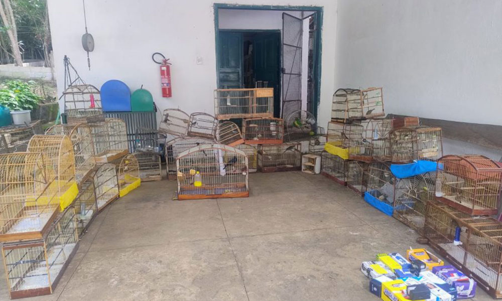 Ação conjunta resgata 47 pássaros silvestres e apreende 50 gaiolas em Vitória da Conquista
