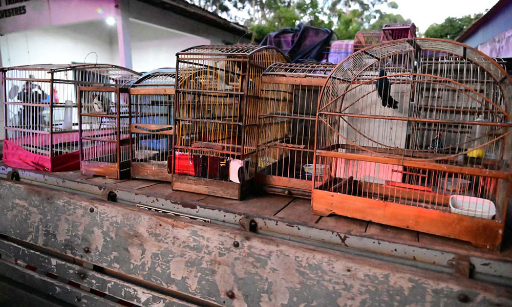 Polícia Ambiental resgata 44 aves silvestres de cativeiro clandestino em Rio do Pires