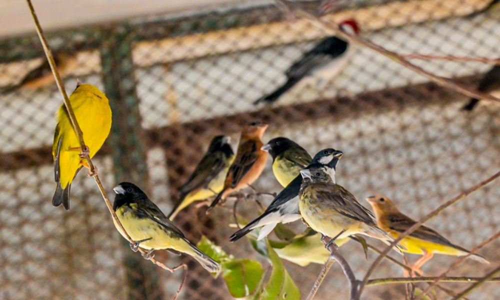 Cetas de Vitória da Conquista recebe 29 animais silvestres em dois dias de operações