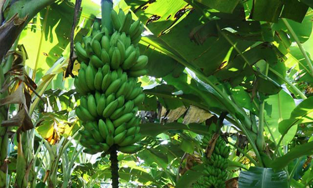 Banana de Bom Jesus da Lapa recebe certificação nacional como produto de qualidade diferenciada