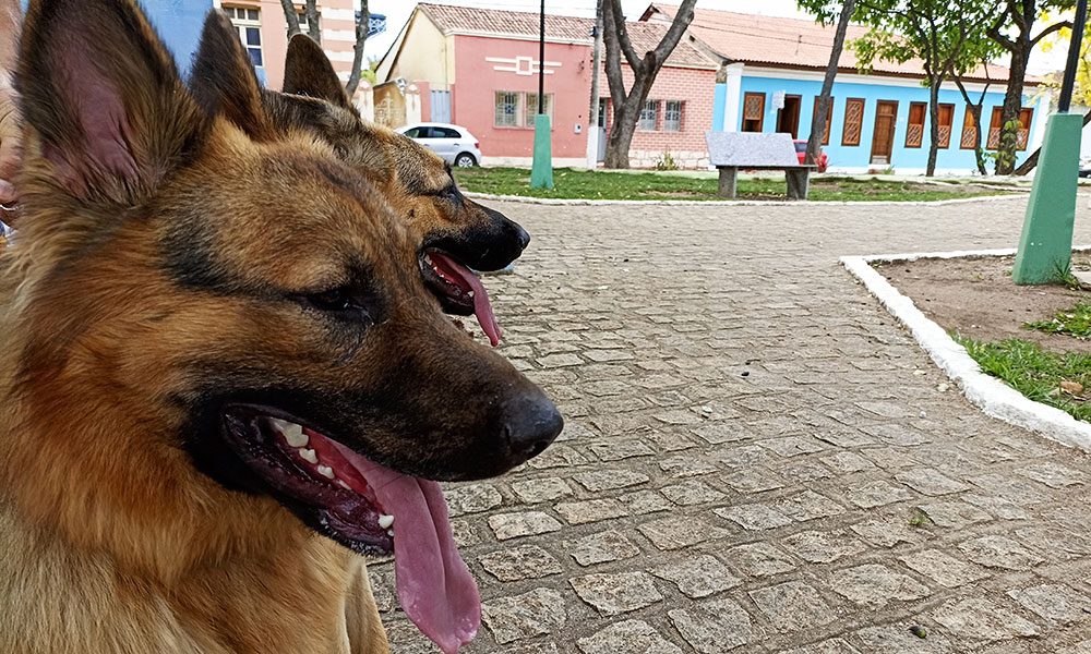 Nova lei torna crime o exercício ilegal da medicina veterinária no Brasil