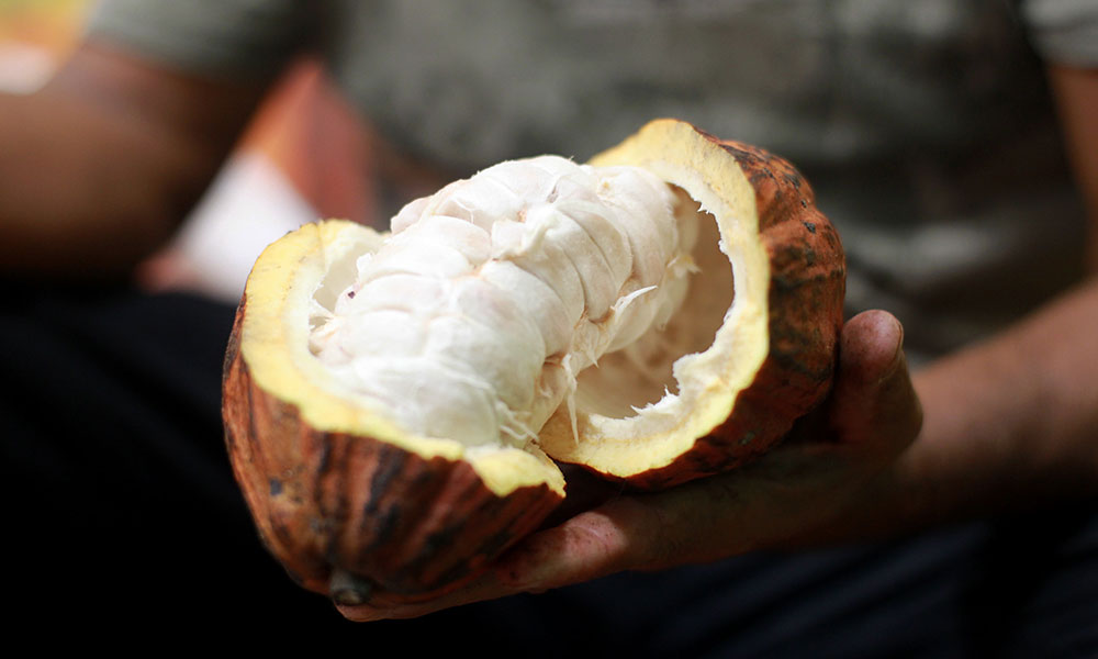 Lei que estabelece percentual mínimo de cacau vai beneficiar produtores baianos