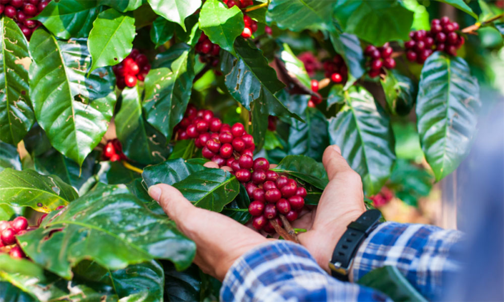 Chapada Diamantina conquista Indicação Geográfica para cafés produzidos na região