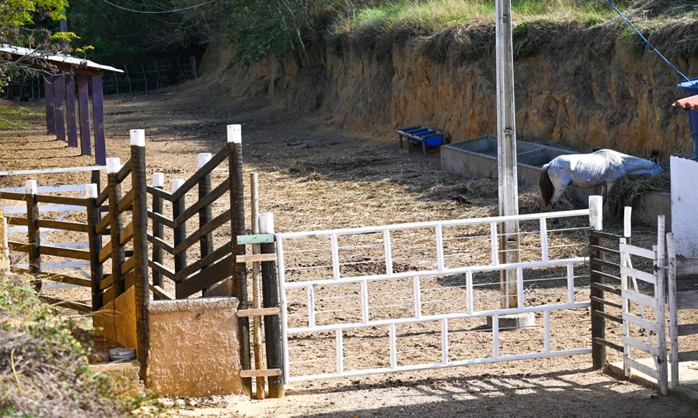 Prefeitura de Vitória da Conquista apreende 239 animais de grande porte nas ruas no 1º semestre de 2025