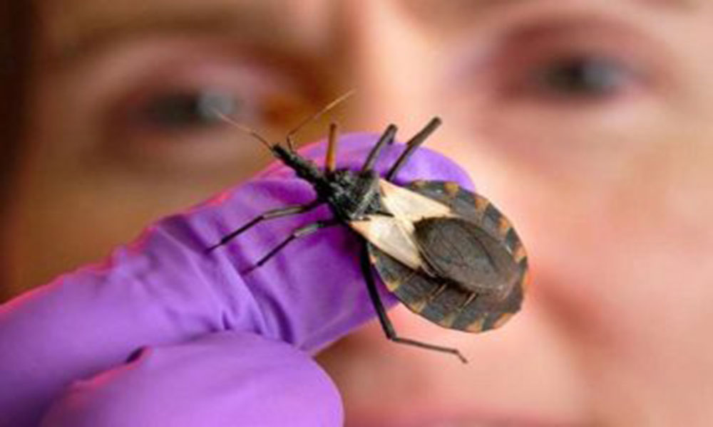 Município de Tremedal dá salto histórico na luta contra a Chagas com novo teste rápido