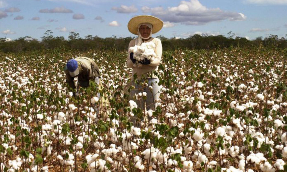 IBGE e Conab estimam produção menor de grãos na Bahia em 2024