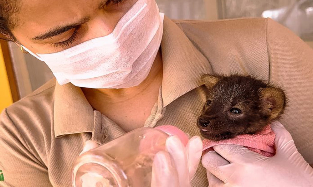 Lobo-guará vítima de incêndio florestal é resgatado pelo Inema em Formosa do Rio Preto