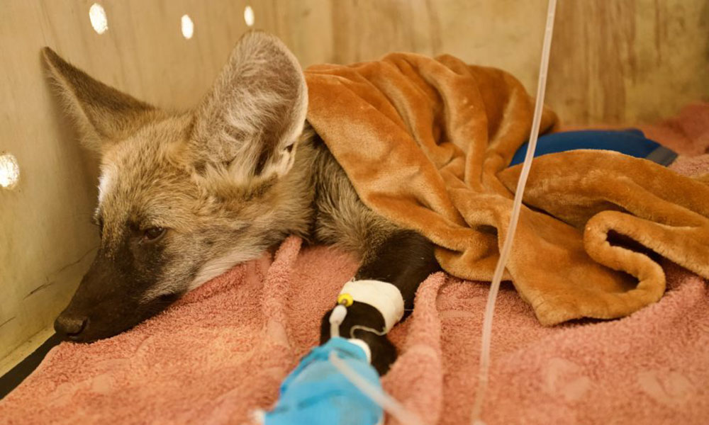 Lobo-guará vítima de incêndio florestal é resgatado pelo Inema em Formosa do Rio Preto