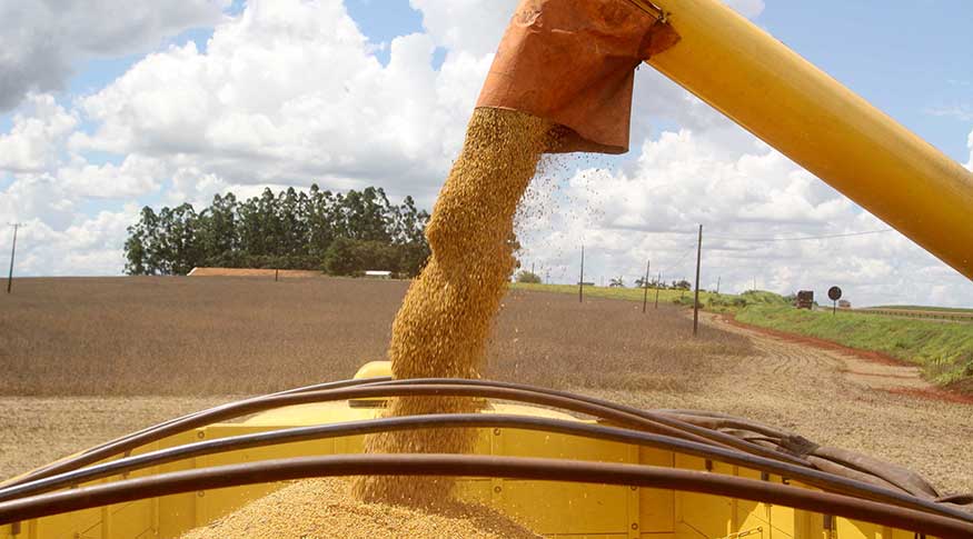 Estimativa cai 0,8% e prevê safra de 298,3 milhões de toneladas em 2024
