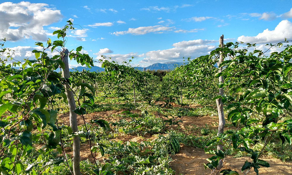 Livramento de Nossa Senhora lidera produção de maracujá no Brasil e fortalece agronegócio regional