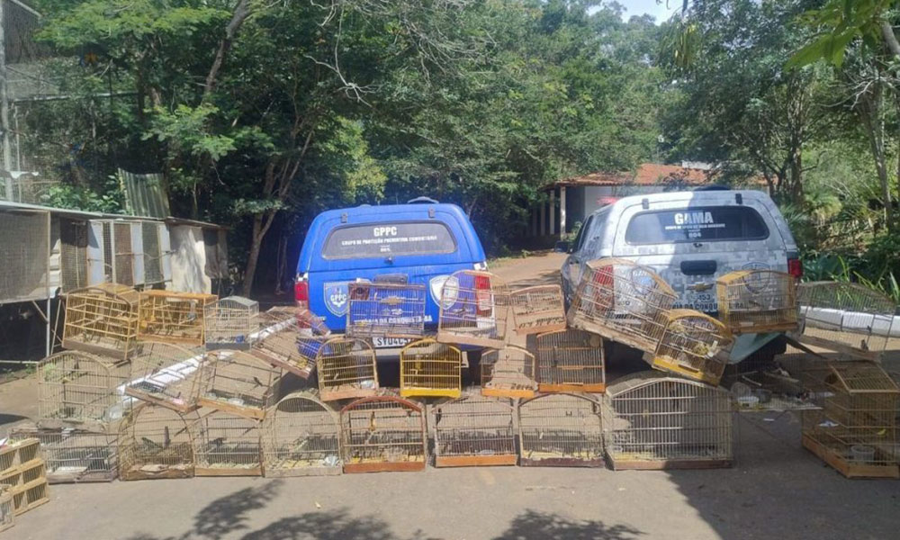 Operação resgata 44 aves em situação irregular em Vitória da Conquista