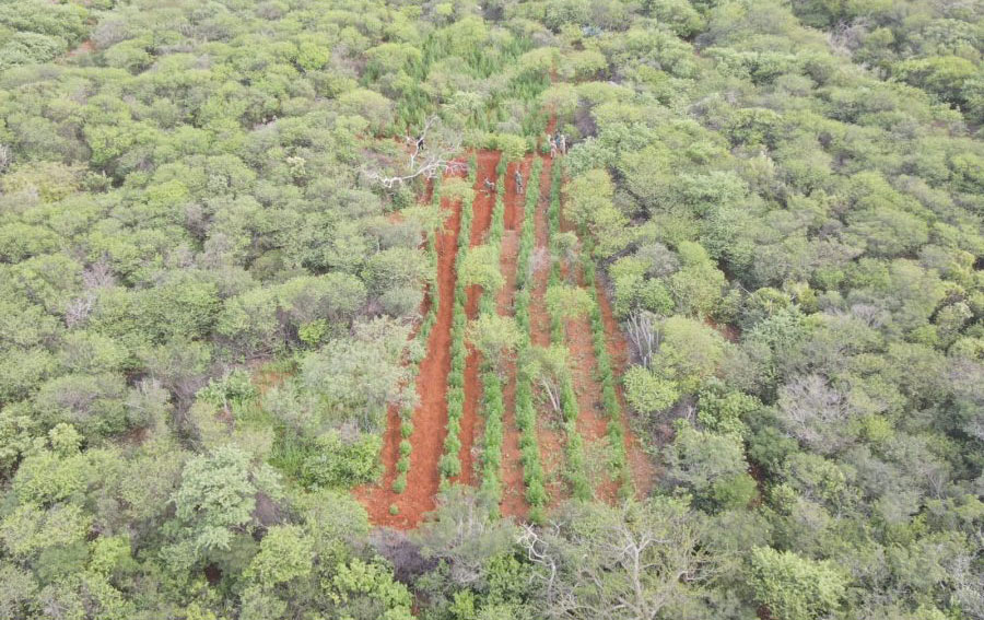 No norte da Bahia, Polícias Militar e Federal desmontam plantação que geraria 1 tonelada de maconha