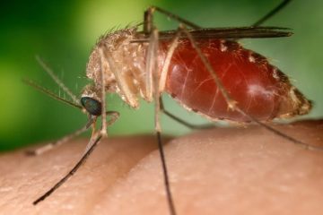 Sesab intensifica ações após confirmação de 80 casos da febre ouropouche no Estado