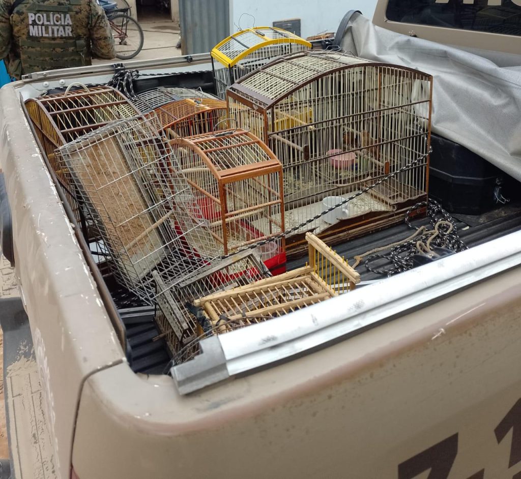 Polícia apreende animais silvestres e entorpecentes com dupla na Chapada Diamantina