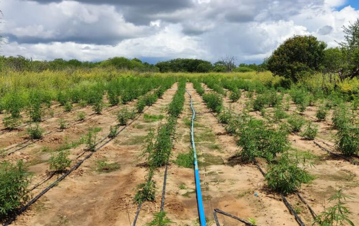PM e PF encontram 21 toneladas de maconha em plantação na Bahia