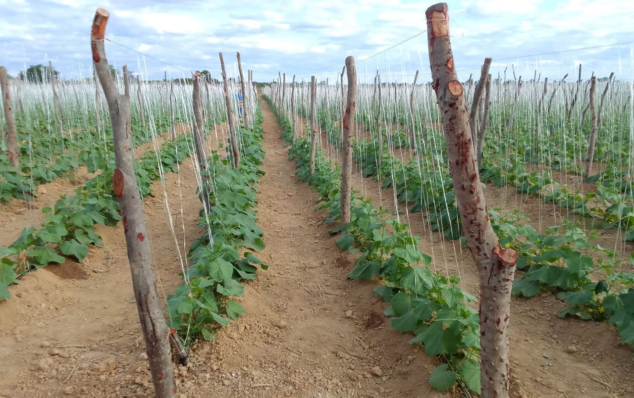 Kits de irrigação ampliam a produção de pepinos em Malhada