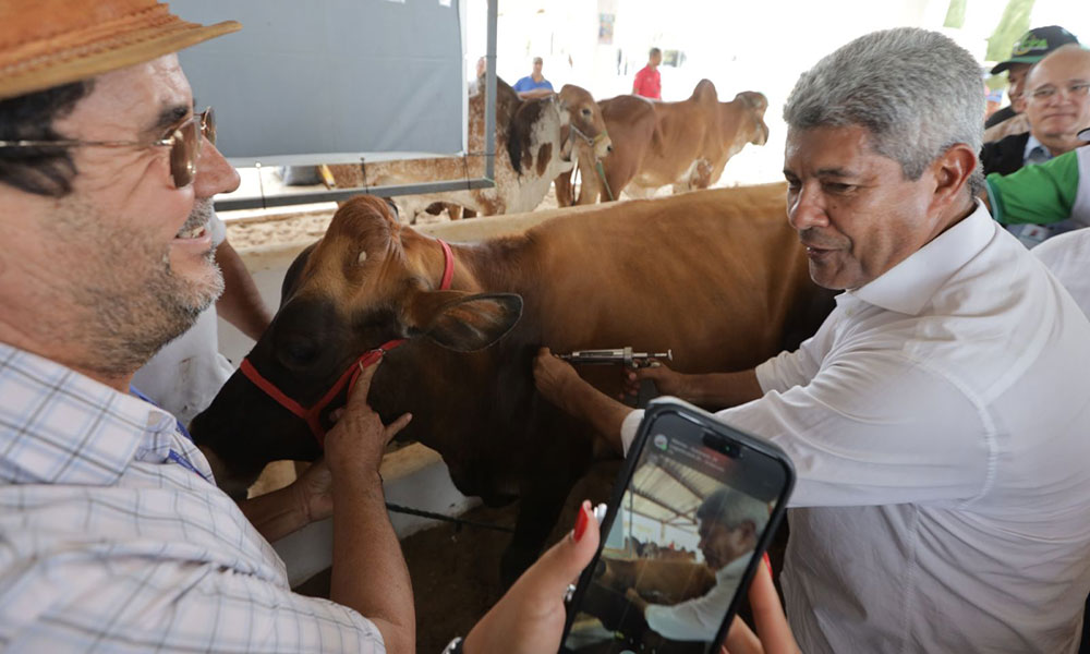 Bahia realiza última etapa de vacinação contra aftosa e será declarada internacionalmente como zona livre da doença