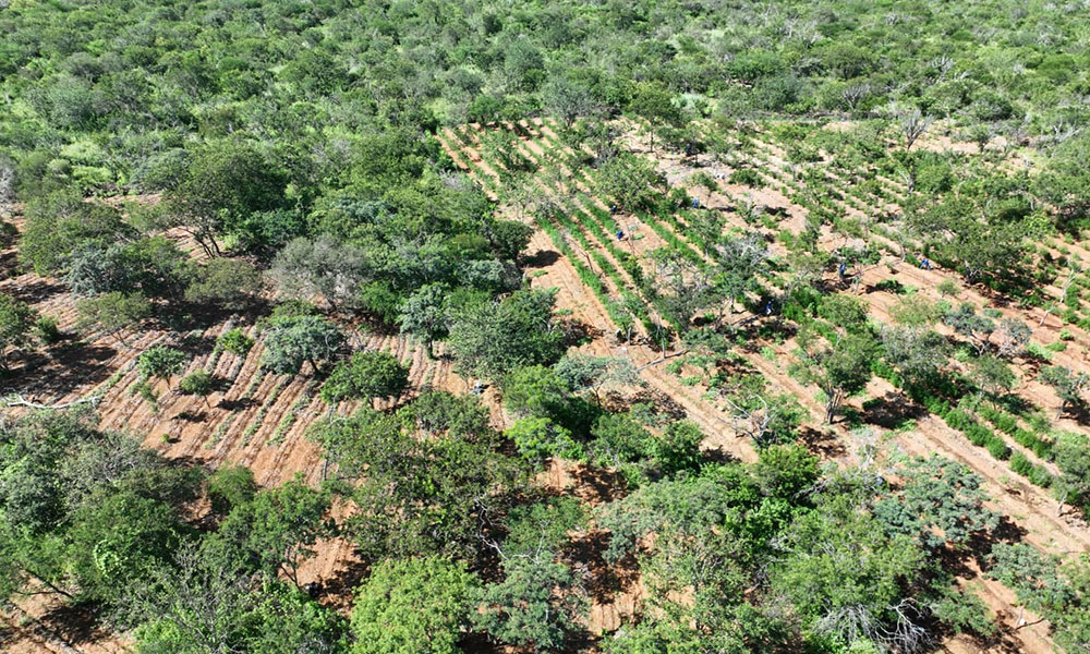 Em ação conjunta, PF realiza erradicação de plantios de maconha no norte da Bahia