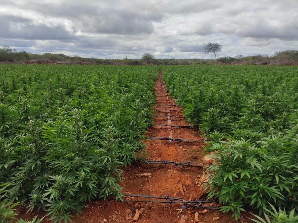 Em ação conjunta, PF realiza erradicação de plantios de maconha no norte da Bahia