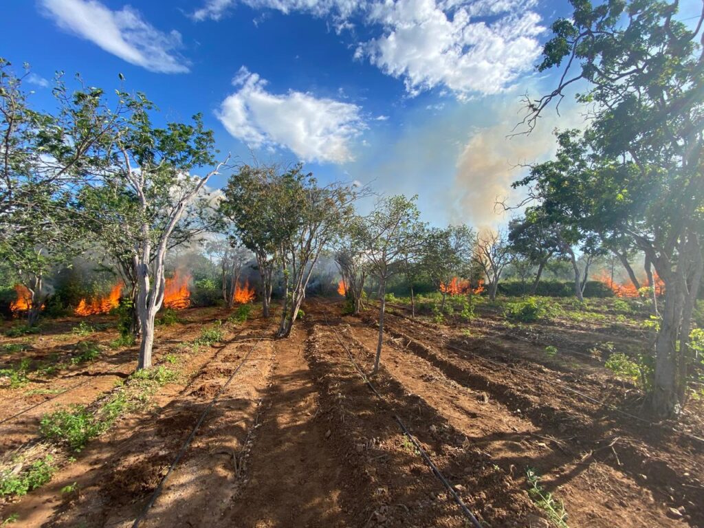 Em ação conjunta, PF realiza erradicação de plantios de maconha no norte da Bahia