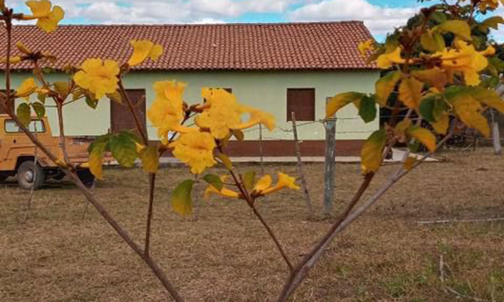 Jovem natural de Rio de Contas plantou 40 árvores na fazenda da família em 2020 e atualmente estuda na França