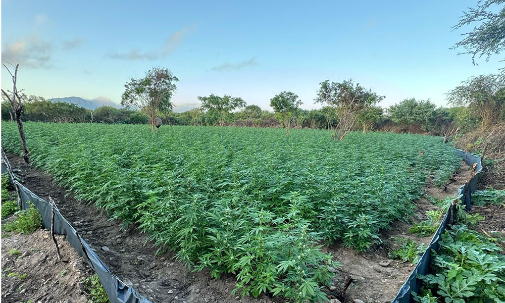 Polícia Federal realiza erradicação de 61 mil pés de maconha no norte da Bahia