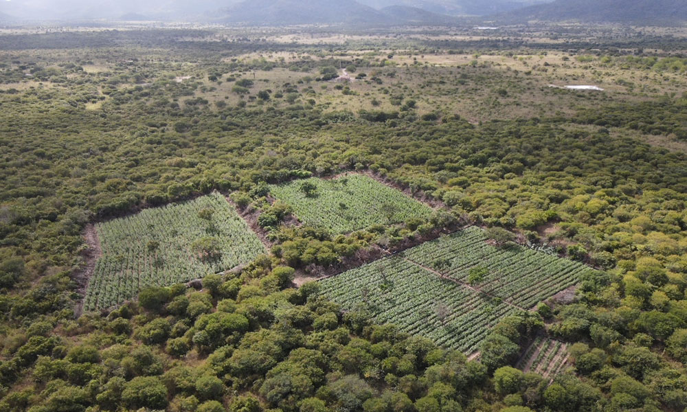 Polícia Federal realiza erradicação de 61 mil pés de maconha no norte da Bahia