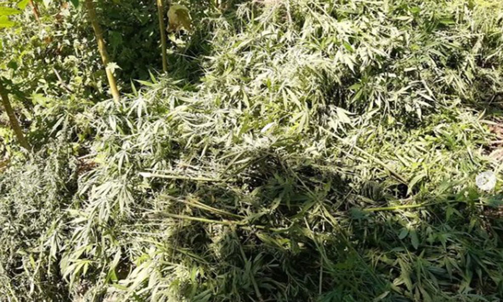 Mais de 31 mil pés de maconha são erradicados pela PM em Curaçá
