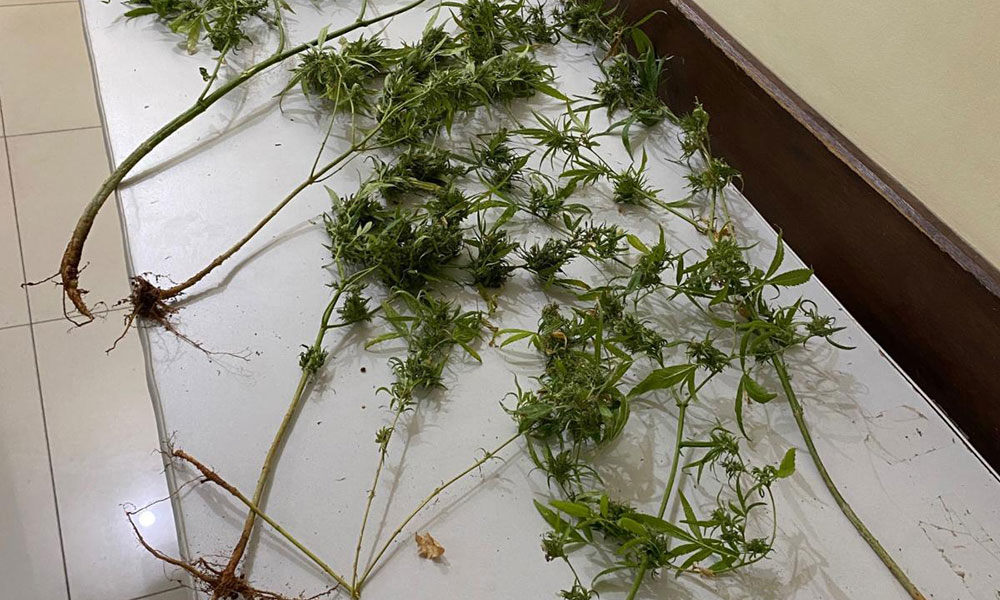PM apreende cinco pés de maconha em Macaúbas