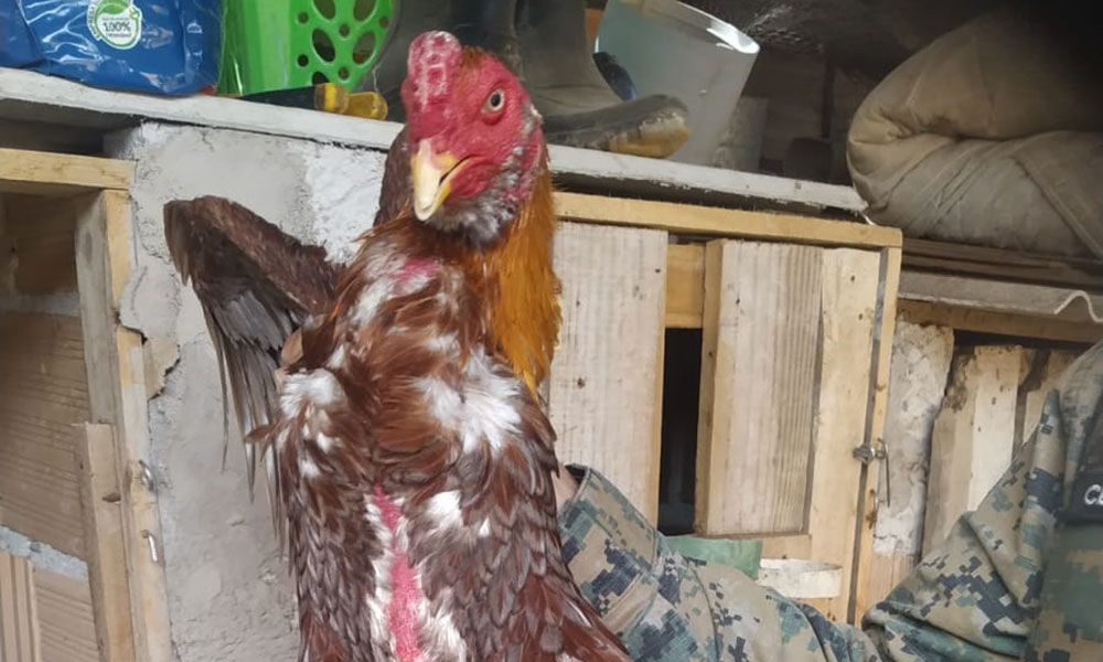 Criatório de galos de rinha é desarticulado pela PM em Porto Seguro